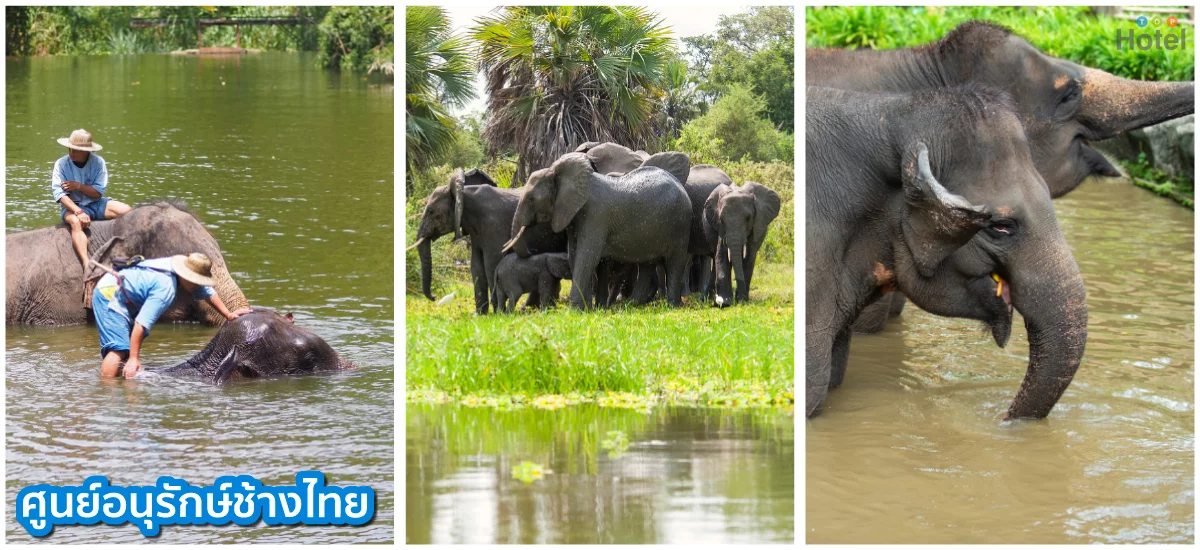 ศูนย์อนุรักษ์ช้างไทย