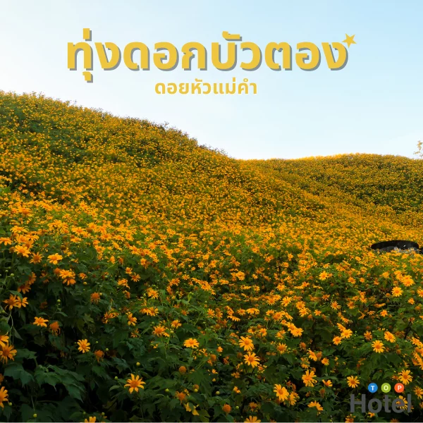 ทุ่งดอกบัวตอง