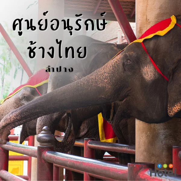 ศูนย์อนุรักษ์ช้างไทย