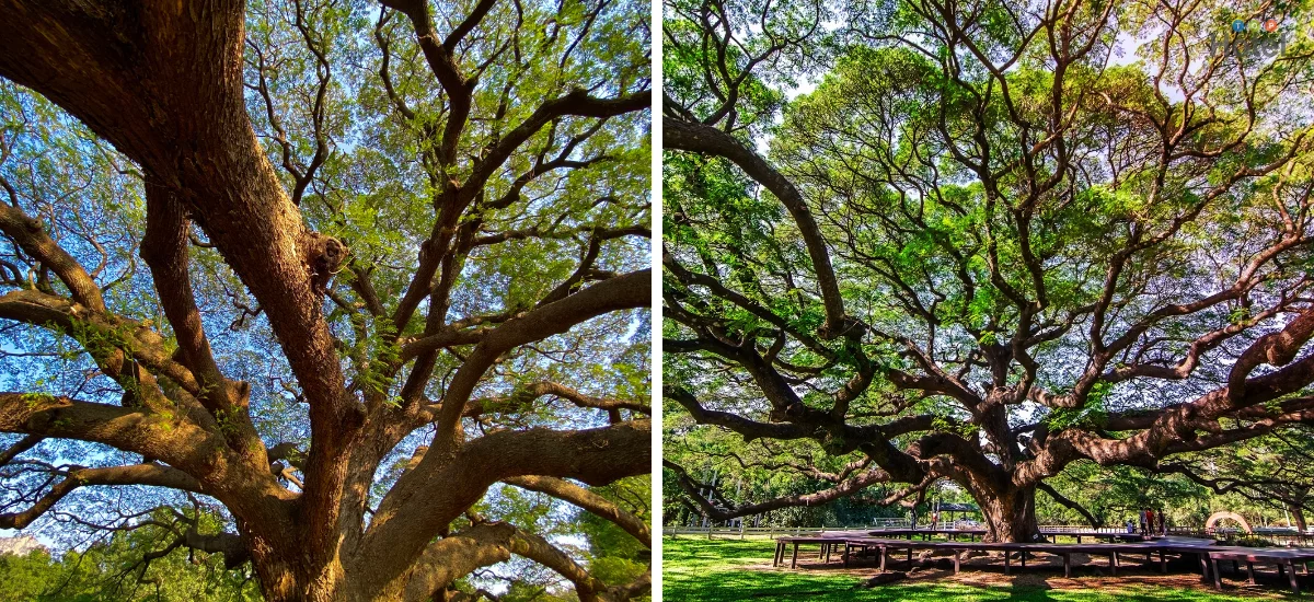 ต้นจามจุรียักษ์