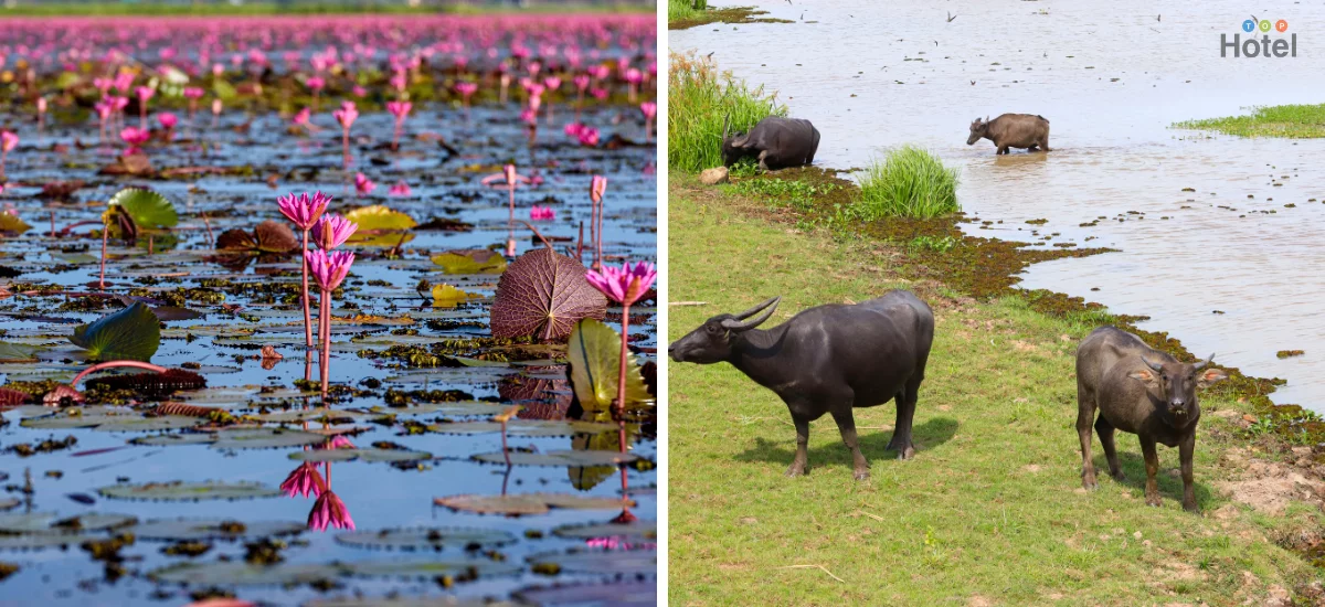 ทะเลน้อย