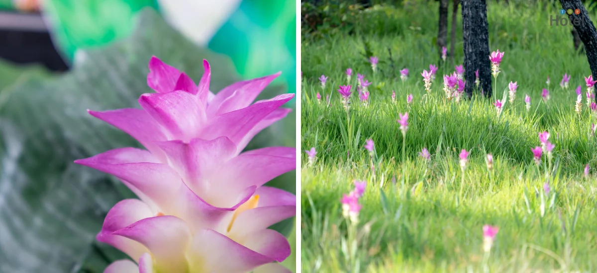 ทุ่งดอกกระเจียวยักษ์ บ้านเขาโล้น